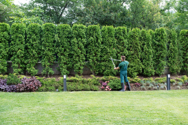 Tree and Shrub Care in Cohoes, NY